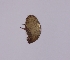  (Parachipteria petiti - sci2608)  @11 [ ] CreativeCommons  Attribution Non-Commercial Share-Alike (2021) Unspecified Instituto de Productos Naturales y Agrobiología, Consejo Superior de Investigaciones Científicas (IPNA-CSIC)