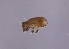  (Trhypochthonius japonicus - sci2616)  @11 [ ] CreativeCommons  Attribution Non-Commercial Share-Alike (2021) Unspecified Instituto de Productos Naturales y Agrobiología, Consejo Superior de Investigaciones Científicas (IPNA-CSIC)