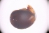  ( - sci2628)  @11 [ ] CreativeCommons  Attribution Non-Commercial Share-Alike (2021) Unspecified Instituto de Productos Naturales y Agrobiología, Consejo Superior de Investigaciones Científicas (IPNA-CSIC)