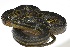  (Erythrolamprus epinephalus - GFM-1967)  @11 [ ] CreativeCommons - Attribution Non-Commercial (2017) Guido Fabian Medina Instituto de Investigaciones Ambientales del Pacifico