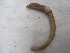  (Aporrectodea turgida - 14CFFWFAtur1)  @15 [ ] Copyright (2014) Unspecified University College Dublin