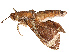  ( - CBG-B07452-A05)  @11 [ ] CreativeCommons - Attribution Share - Alike (2025) CBG Photography Group Centre for Biodiversity Genomics