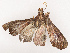  ( - CBG-B07452-A07)  @11 [ ] CreativeCommons - Attribution Share - Alike (2025) CBG Photography Group Centre for Biodiversity Genomics