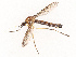  ( - CBG-B07592-G12)  @11 [ ] CreativeCommons - Attribution Share - Alike (2025) CBG Photography Group Centre for Biodiversity Genomics