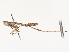  (Galepsus konakrynus - CBG-B07601-E06)  @11 [ ] CreativeCommons - Attribution Share - Alike (2025) CBG Photography Group Centre for Biodiversity Genomics