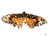  ( - CBG-B07601-H10)  @11 [ ] CreativeCommons - Attribution Share - Alike (2025) CBG Photography Group Centre for Biodiversity Genomics