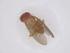  (Drosophila albomicans - CBG-B12925-B08)  @11 [ ] CreativeCommons - Attribution Share - Alike (2025) Centre for Biodiversity Genomics Centre for Biodiversity Genomics