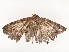  ( - CBG-B12233-C10)  @11 [ ] CreativeCommons - Attribution Share - Alike (2025) CBG Photography Group Centre for Biodiversity Genomics