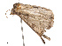  ( - CBG-B12233-D03)  @11 [ ] CreativeCommons - Attribution Share - Alike (2025) CBG Photography Group Centre for Biodiversity Genomics