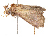  ( - CBG-B12233-D06)  @11 [ ] CreativeCommons - Attribution Share - Alike (2025) CBG Photography Group Centre for Biodiversity Genomics