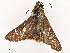  ( - CBG-B21798-B04)  @11 [ ] CreativeCommons - Attribution Share - Alike (2025) CBG Photography Group Centre for Biodiversity Genomics