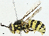  ( - BIOUG95345-D01)  @11 [ ] CreativeCommons - Attribution (2023) CBG Photography Group Centre for Biodiversity Genomics