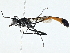  ( - BIOUG95346-G02)  @11 [ ] CreativeCommons - Attribution (2023) CBG Photography Group Centre for Biodiversity Genomics
