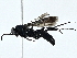 ( - BIOUG95346-G12)  @11 [ ] CreativeCommons - Attribution (2023) CBG Photography Group Centre for Biodiversity Genomics