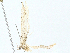  ( - BIOUG97793-D10)  @11 [ ] CreativeCommons - Attribution (2023) CBG Photography Group Centre for Biodiversity Genomics