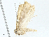  ( - BIOUG97793-D12)  @11 [ ] CreativeCommons - Attribution (2023) CBG Photography Group Centre for Biodiversity Genomics