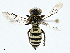  ( - BIOUG97795-E09)  @11 [ ] CreativeCommons - Attribution (2023) CBG Photography Group Centre for Biodiversity Genomics
