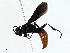  ( - BIOUG97795-F03)  @11 [ ] CreativeCommons - Attribution (2023) CBG Photography Group Centre for Biodiversity Genomics
