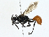  ( - BIOUG97795-F04)  @11 [ ] CreativeCommons - Attribution (2023) CBG Photography Group Centre for Biodiversity Genomics