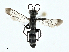  (Aporinellus completus - BIOUG97796-H09)  @11 [ ] CreativeCommons - Attribution (2023) CBG Photography Group Centre for Biodiversity Genomics