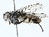  ( - BIOUG98647-C10)  @11 [ ] CreativeCommons - Attribution (2023) CBG Photography Group Centre for Biodiversity Genomics
