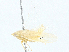  ( - BIOUG98648-A10)  @11 [ ] CreativeCommons - Attribution (2023) CBG Photography Group Centre for Biodiversity Genomics