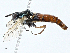  ( - BIOUG98648-D11)  @11 [ ] CreativeCommons - Attribution (2023) CBG Photography Group Centre for Biodiversity Genomics