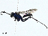  ( - BIOUG98649-G07)  @11 [ ] CreativeCommons - Attribution (2023) CBG Photography Group Centre for Biodiversity Genomics