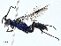  ( - BIOUG98649-G09)  @11 [ ] CreativeCommons - Attribution (2023) CBG Photography Group Centre for Biodiversity Genomics