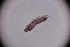  ( - sci2597)  @11 [ ] CreativeCommons  Attribution Non-Commercial Share-Alike (2021) Unspecified Instituto de Productos Naturales y Agrobiología, Consejo Superior de Investigaciones Científicas (IPNA-CSIC)