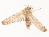  ( - CBG-B00463-H02)  @11 [ ] CreativeCommons - Attribution Share - Alike (2025) CBG Photography Group Centre for Biodiversity Genomics
