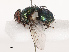  ( - CBG-B14647-B04)  @11 [ ] CreativeCommons - Attribution Share - Alike (2025) CBG Photography Group Centre for Biodiversity Genomics