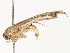  ( - CBG-B22929-A12)  @11 [ ] CreativeCommons - Attribution Share - Alike (2025) CBG Photography Group Centre for Biodiversity Genomics