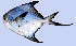  ( - CIFEFGB PAG-01)  @13 [ ] CreativeCommons - Attribution Non-Commercial Share-Alike (2014) Sadurudeen, N. CIFE