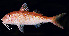  (Parupeneus heptacantha - CIFEFGB PH-01)  @15 [ ] CreativeCommons - Attribution Non-Commercial (1984) Randall, John E. Fishbase