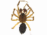  ( - 198-PT-VF1-T-22)  @11 [ ] CreativeCommons - Attribution Share-Alike (2024) CBG Photography Group Centre for Biodiversity Genomics