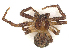  ( - 209-PT-FB3-E-22)  @11 [ ] CreativeCommons - Attribution Share-Alike (2024) CBG Photography Group Centre for Biodiversity Genomics