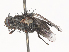  ( - 232-PT-FB1-F-22)  @11 [ ] CreativeCommons - Attribution Share - Alike (2024) CBG Photography Group Centre for Biodiversity Genomics