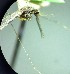  (Anopheles punctimacula - R04ATEPEPCR-04)  @11 [ ] Copyright © (2019) Unspecified National Autonomous University of Honduras