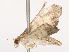  ( - CBG-B14775-A11)  @11 [ ] CreativeCommons - Attribution Share - Alike (2025) CBG Photography Group Centre for Biodiversity Genomics