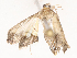  ( - CBG-B14775-B06)  @11 [ ] CreativeCommons - Attribution Share - Alike (2025) CBG Photography Group Centre for Biodiversity Genomics
