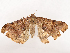  ( - CBG-B22883-B11)  @11 [ ] CreativeCommons - Attribution Share - Alike (2025) CBG Photography Group Centre for Biodiversity Genomics