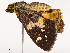  ( - CBG-B22883-C03)  @11 [ ] CreativeCommons - Attribution Share - Alike (2025) CBG Photography Group Centre for Biodiversity Genomics