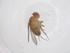  (Drosophila greeni - CBG-B22915-C10)  @11 [ ] CreativeCommons - Attribution Share - Alike (2025) Centre for Biodiversity Genomics Centre for Biodiversity Genomics