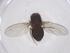  (Drosophila hirtipes - CBG-B22956-G02)  @11 [ ] CreativeCommons - Attribution Share - Alike (2025) Centre for Biodiversity Genomics Centre for Biodiversity Genomics