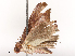  ( - CBG-B21617-A01)  @11 [ ] CreativeCommons - Attribution Share - Alike (2025) CBG Photography Group Centre for Biodiversity Genomics