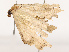 (Hollandia - CBG-B22616-D07)  @11 [ ] CreativeCommons - Attribution Share - Alike (2025) CBG Photography Group Centre for Biodiversity Genomics