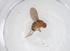  (Drosophila bakoue - CBG-B22828-F07)  @11 [ ] CreativeCommons - Attribution Share - Alike (2025) Centre for Biodiversity Genomics Centre for Biodiversity Genomics