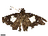  (Pteroteinon ceucaenira - CBG-B22919-A06)  @11 [ ] CreativeCommons - Attribution Share - Alike (2025) CBG Photography Group Centre for Biodiversity Genomics