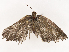  ( - CBG-B22919-A08)  @11 [ ] CreativeCommons - Attribution Share - Alike (2025) CBG Photography Group Centre for Biodiversity Genomics